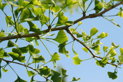 Basics_of_Image_Composition_Ginkgo_Tree_Leaves_Branches.jpg