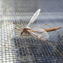 Crane fly