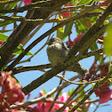 European Serin