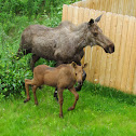 Moose