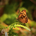 Speckled Wood