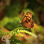 Speckled Wood