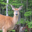 white tail deer