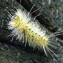 Lophocampa mixta