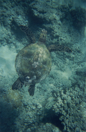 Spotting Image 1