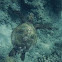 Green Sea Turtle