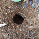 Ant home