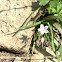 Spring Beauty