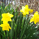 Daffodils
