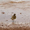 Semipalmated Plover