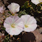 Convolvulus demissus