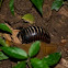 Pill Millipede