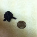 Mud turtle
