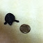 Mud turtle
