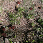 Korvasieni