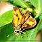 Skipper Butterfly
