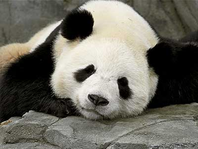 [sleepy panda[2].png]