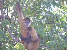 http://lh5.ggpht.com/heeringa/SP9ETk1rSyI/AAAAAAAABMg/zHPRrPvfCFg/s220/DSC00556.JPG