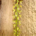 Notylia