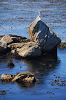 Point Lobos State Preserve, California.