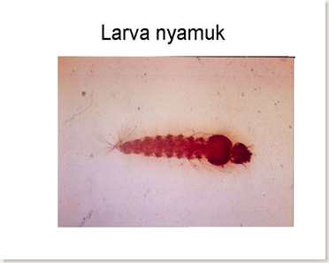 larva nyamuk foto