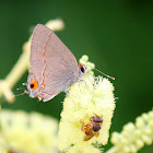 Rudy Hairstreak