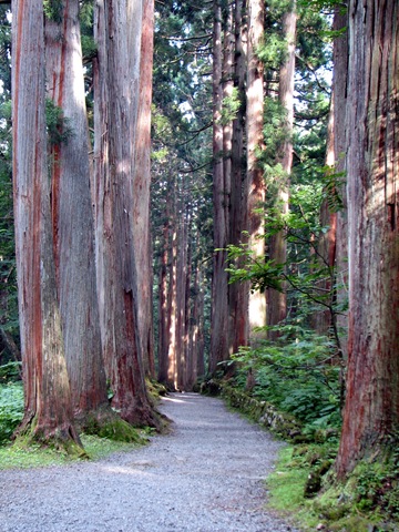 [Tree_lined_path_to_the_Togakushi_shrine2[3].jpg]