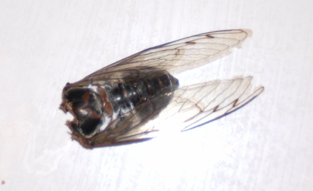 [Cicadas0053.jpg]
