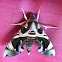 Oleander Hawk Moth