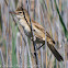 Great Reed Warbler; Carricero Tordal