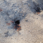 Red ant