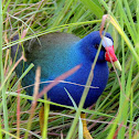 Purple Gallinule