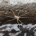 Water Spider