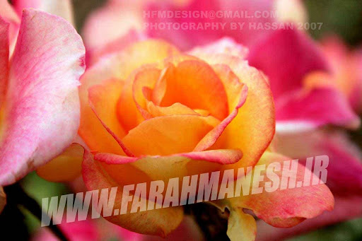 گل رز داخل باغچه دفتر کارم تابستان 86
