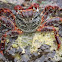 Channel Crab