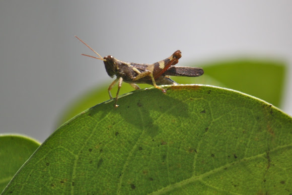 Spotting Image 1