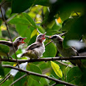 Yellow-vented Bulbul