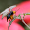 Flea beetle 大琉璃金花蟲