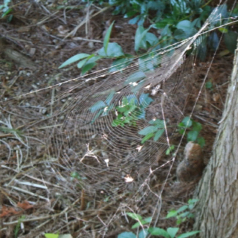 Orbweaver Web