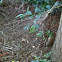 Orbweaver Web