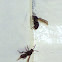 Leucospidid Wasp