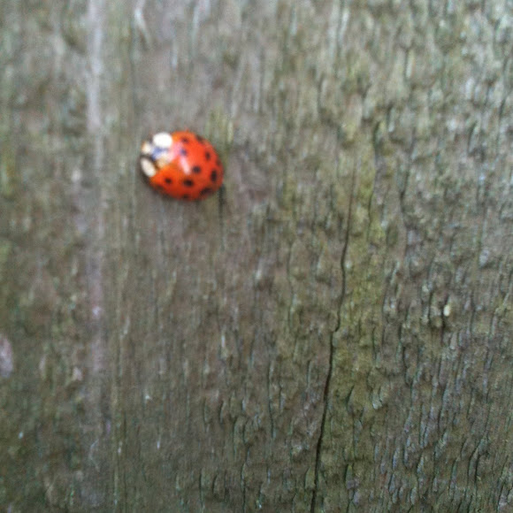 Spotting Image 1