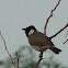 White-eared Bulbul