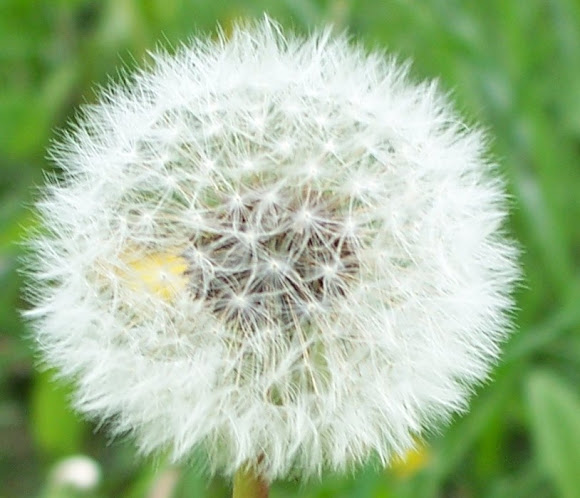 Spotting Image 1