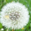 Dandelion seed head