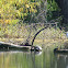 Little Blue Heron (juvenile with turtles)