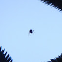 spider