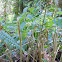 Fiddlehead fern