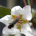 fly