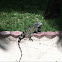 Green Iguana